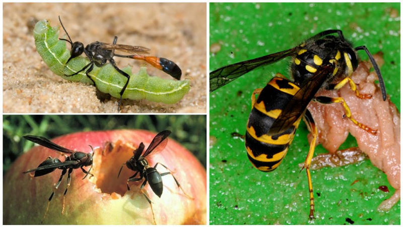 Что едят осы и что они едят зимой, полноценный рацион