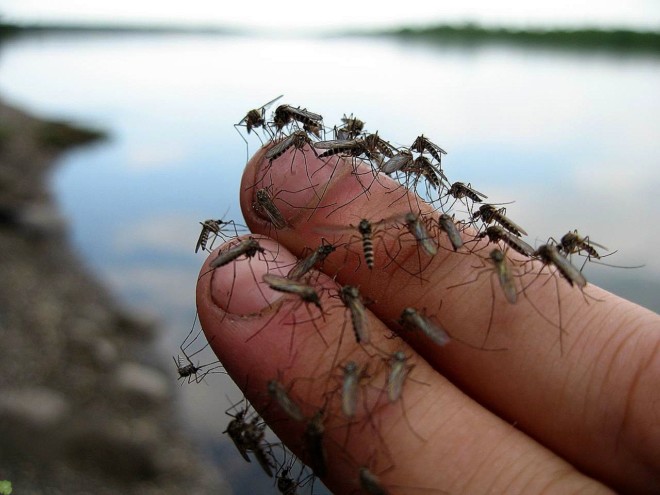 Чем полезны комары, как они влияют на экосистему