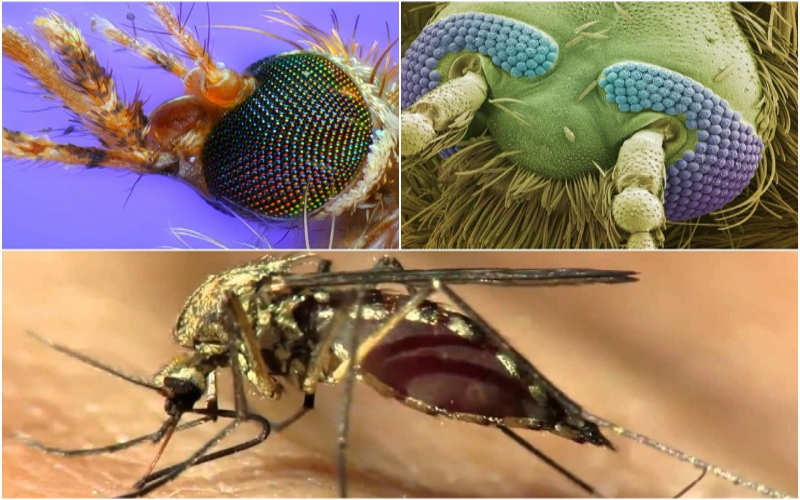 Чем полезны комары, как они влияют на экосистему