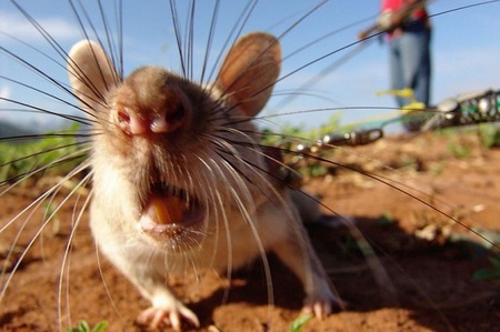 Чернокорень лекарственный от мышей: фото, где растет, как применять от грызунов