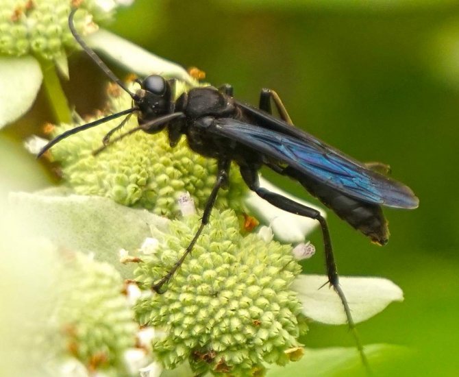 Черные осы: чем они опасны, способы борьбы, места обитания, истребители пауков