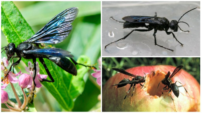 Черные осы: чем они опасны, способы борьбы, места обитания, истребители пауков