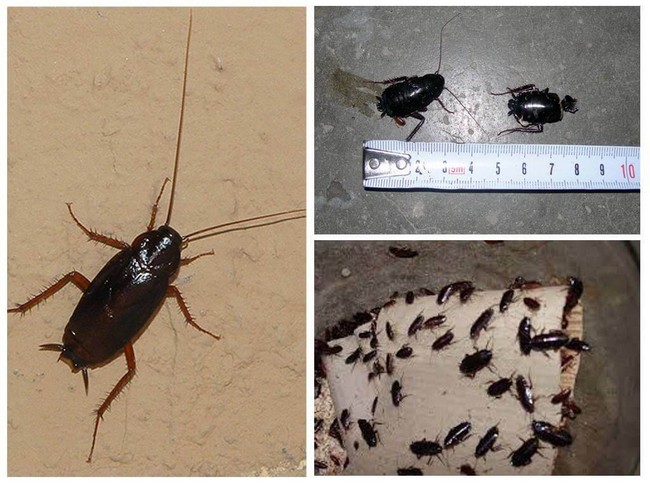 Черные тараканы в квартире: как от них избавиться, откуда они берутся, народные средства