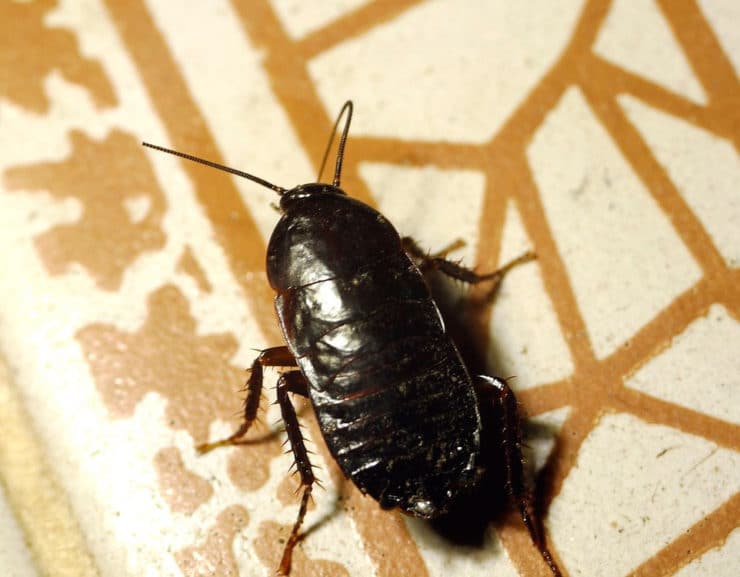 Черные тараканы в квартире: как от них избавиться, откуда они берутся, народные средства