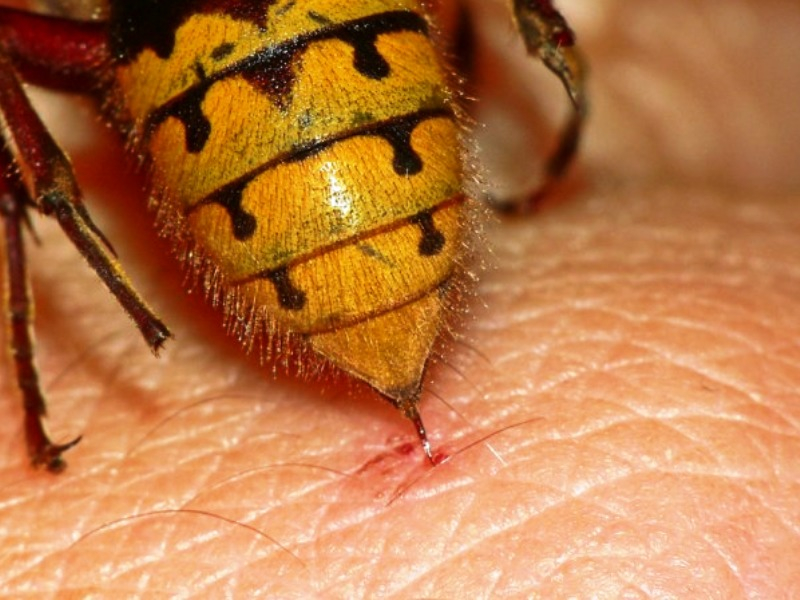 Укус осы: что делать и как унять зуд?