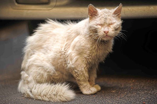 Чесотка у кошек: симптомы, причины и лечение