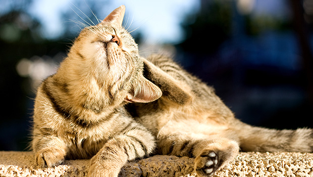 Чесотка у кошек: симптомы, причины и лечение