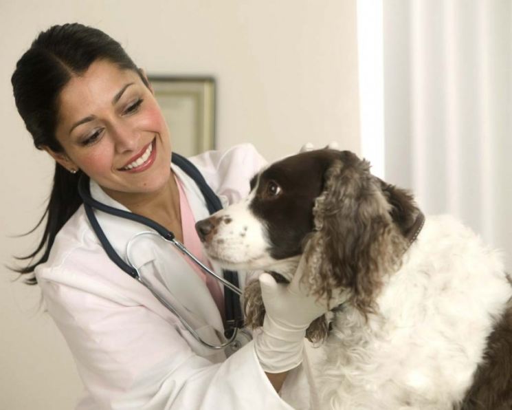 Чесотка у собак: фото симптомов и лечение в домашних условиях