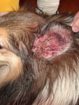 Чесотка у собак: фото симптомов и лечение в домашних условиях