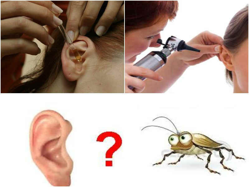Что делать, если таракан забрался в ухо: рекомендации и первая помощь