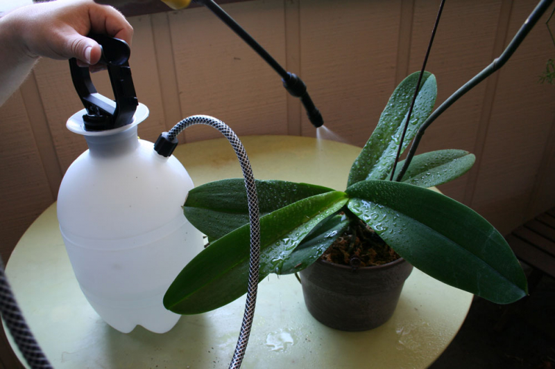 Что делать, если мошки катаются по орхидеям: как избавиться от них в домашних условиях
