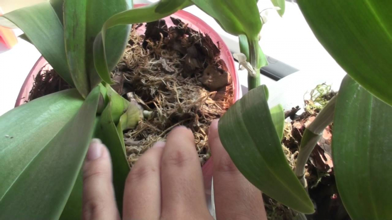 Что делать, если мошки катаются по орхидеям: как избавиться от них в домашних условиях