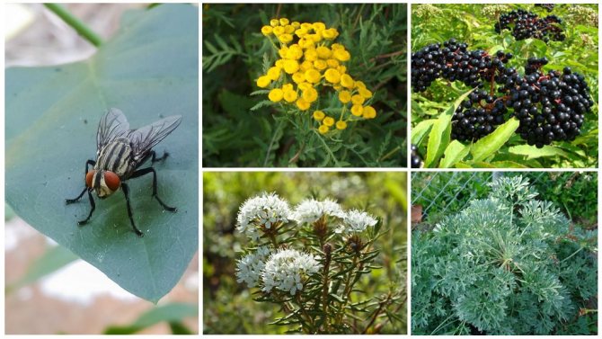 Чего не любят мухи: растения-репелленты, эфирные масла и биологические враги-насекомые