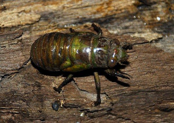 Обыкновенная цикада: поющее насекомое, как выглядит муха, чем питается