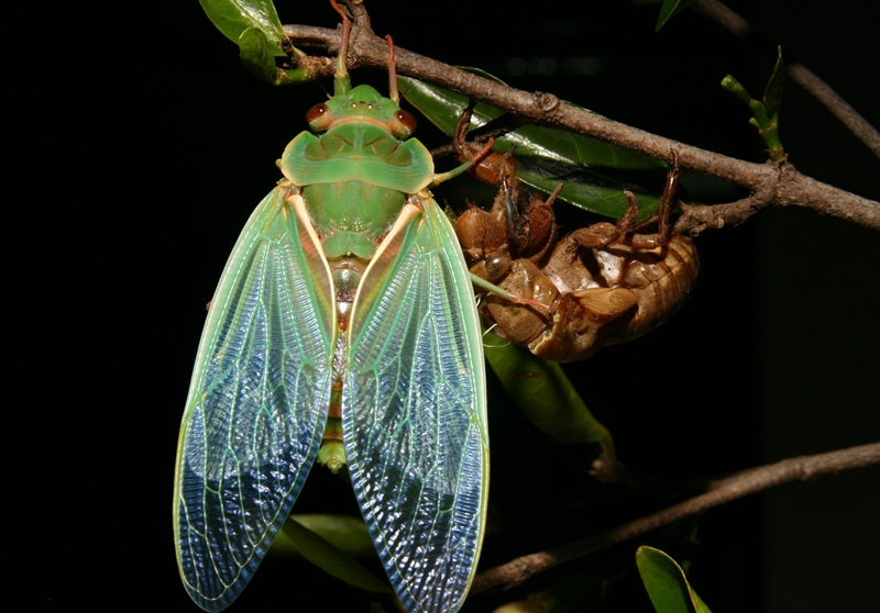 Обыкновенная цикада: поющее насекомое, как выглядит муха, чем питается