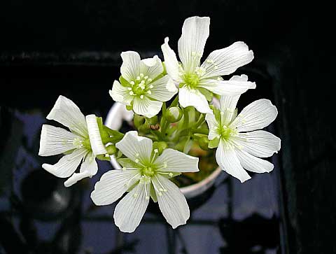 Цветок, который питается мухами (дионея): как посадить, ухаживать и ухаживать за растением
