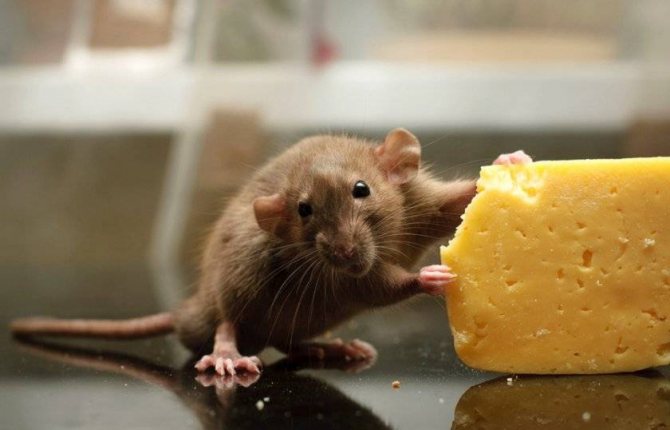 Действительно ли мыши любят сыр? Чем кормить домашних грызунов?