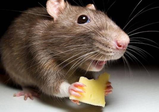 Действительно ли мыши любят сыр? Чем кормить домашних грызунов?