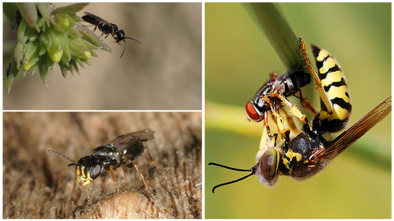 Делают ли осы и шмели мед и в чем его полезные свойства