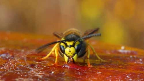 Делают ли осы и шмели мед и в чем его полезные свойства