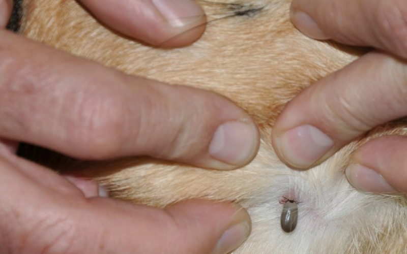 Демодекоз (чесоточный клещ) у кошек: симптомы, лечение чесотки, фото
