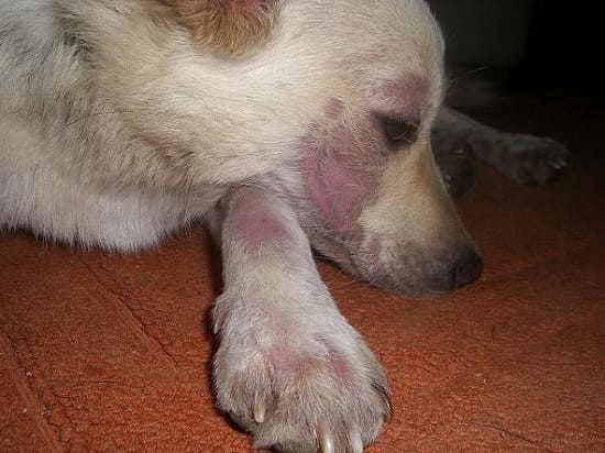 Демодекоз у собак — фото, симптомы и медикаментозное лечение, профилактика