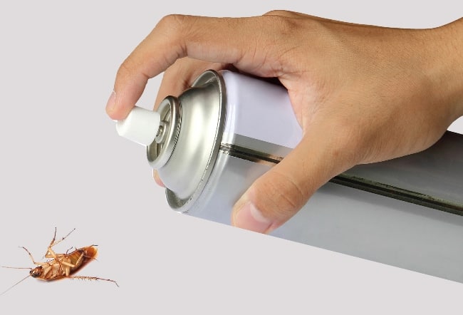 Дихлофос от тараканов – помогает ли, принцип действия средства без запаха и как правильно применять