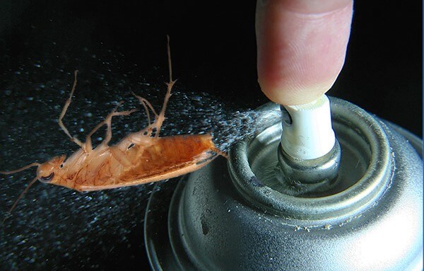Дихлофос от тараканов – помогает ли, принцип действия средства без запаха и как правильно применять