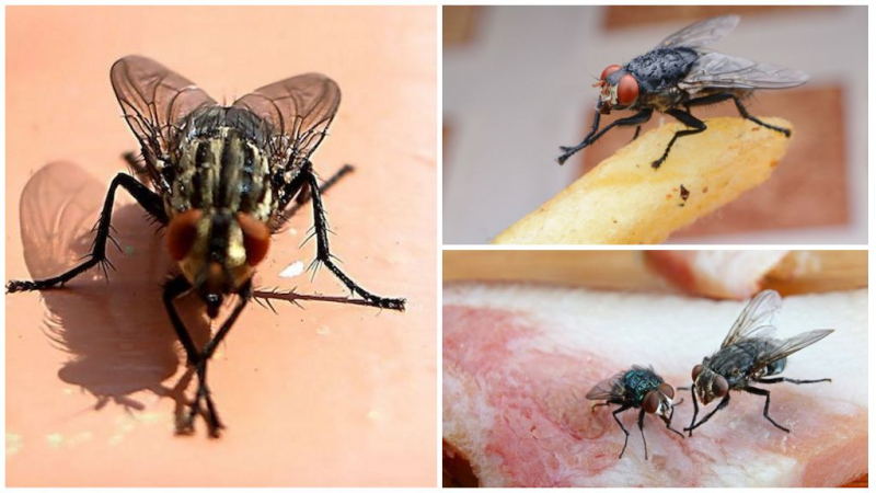 Почему мухи трутся ногами? Летит