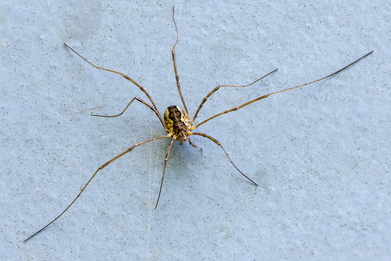 Домовые пауки: причины возникновения, разновидности, польза и опасность для человека