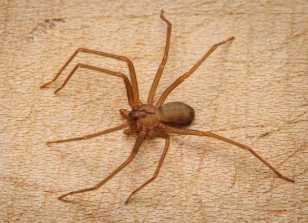 Домовые пауки: причины возникновения, разновидности, польза и опасность для человека