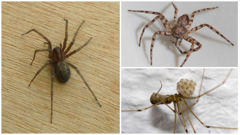 Домашний (комнатный) паук: фото и описание, сколько живет, опасен ли укус для человека