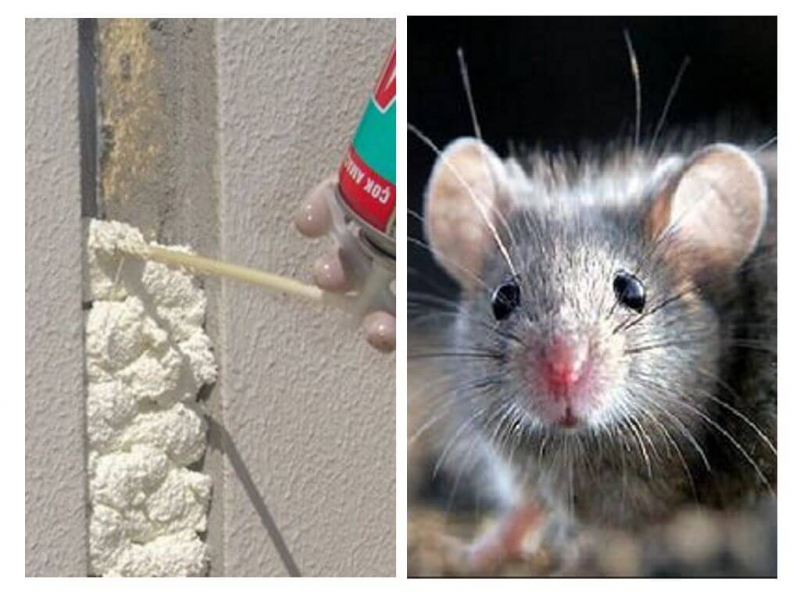 Едят ли мыши пенополиуретан: почему грызут, чем заделать дырки, чтобы не проникли грызуны