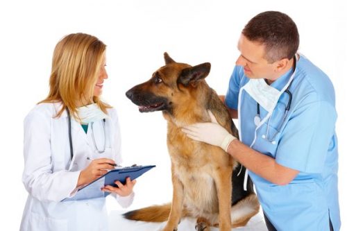Эрлихиоз у собак - переносчики, стадии и лечение