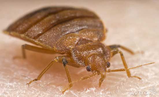 Фас от тараканов: применение порошка, таблеток, геля в домашних условиях