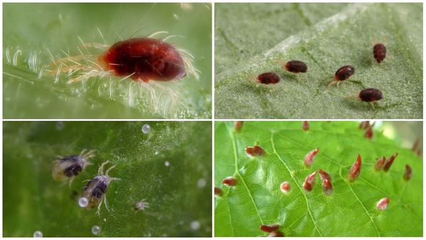 Фитоверм: инструкция по применению от клещей и других насекомых, отзывы, как разводить