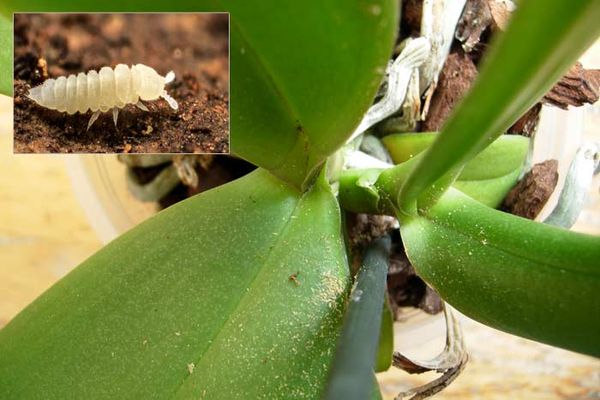Фитоверм: инструкция по применению от клещей и других насекомых, отзывы, как разводить