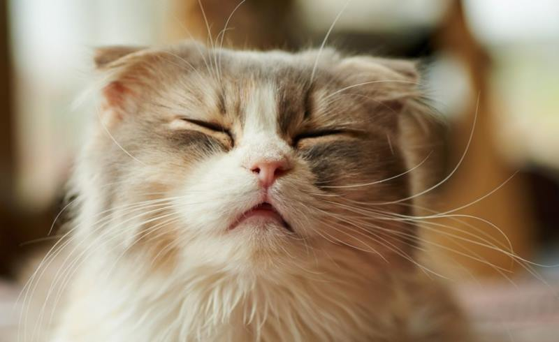 Фронтлайн для кошек: Комбо и спрей, инструкция по применению