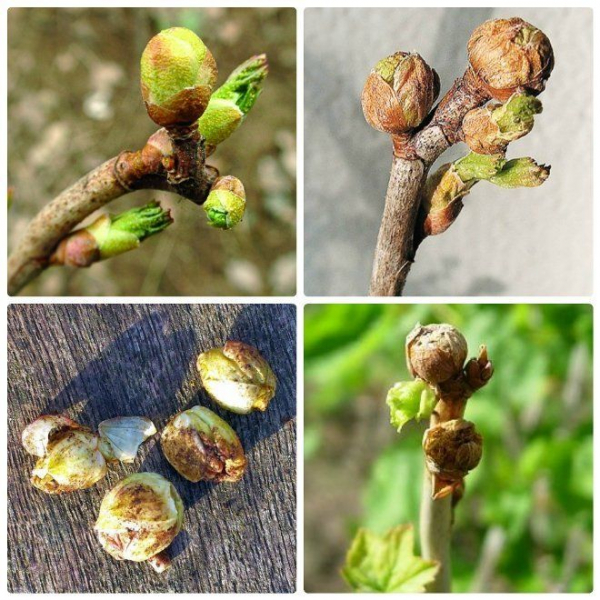 клещ груши и других деревьев: меры борьбы, обработки весной, летом и осенью