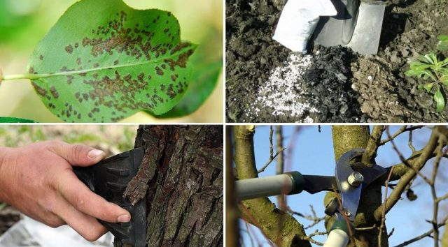 клещ груши и других деревьев: меры борьбы, обработки весной, летом и осенью