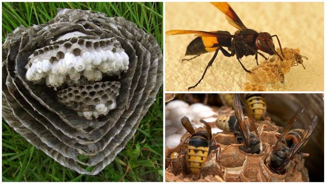 Где и как зимуют осы: места, зимовка, особенности и опасность