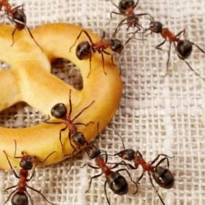 Гель от муравьев Великий воин: инструкция по применению, отзывы