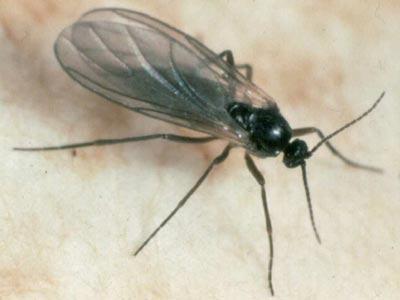 Грибной комарик или сциарид: описание, фото, как бороться