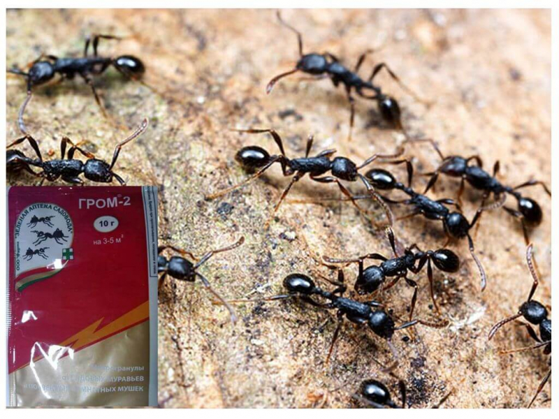 Гром 2 от комаров и муравьев: отзывы и инструкция по применению