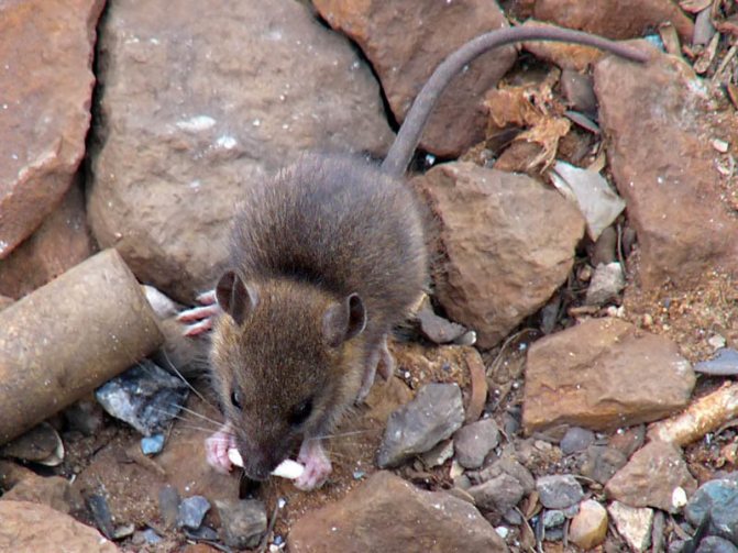 Мыши грызут пеноплекс? Как предотвратить повреждение изоляции и каковы ее характеристики