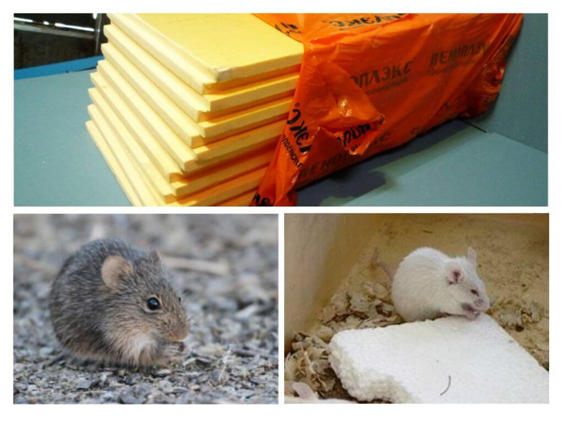 Мыши грызут пеноплекс? Как предотвратить повреждение изоляции и каковы ее характеристики