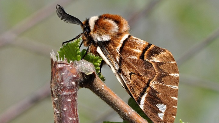 Гусеница бабочки и тутового шелкопряда — фото и описание