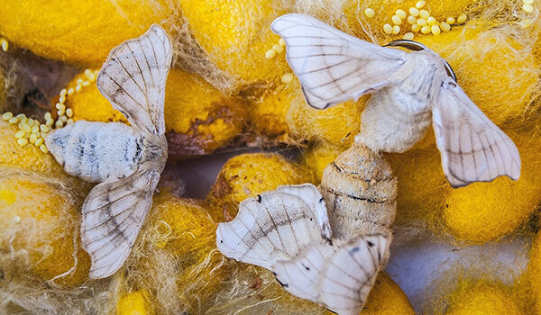 Гусеница бабочки и тутового шелкопряда — фото и описание