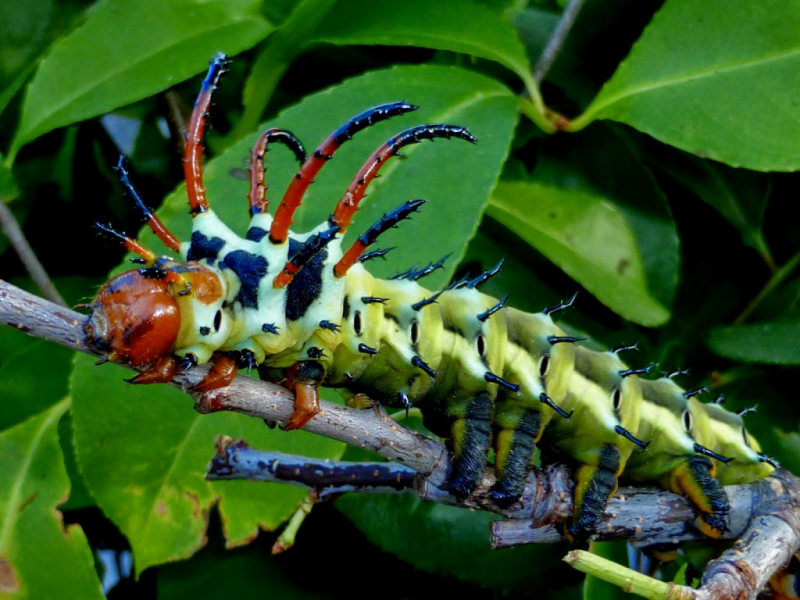 Гусеница: виды, фото и названия, превращение в бабочку, чем питается