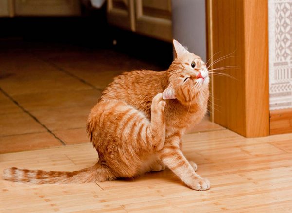 Инспектор для кошек: капли на крест от блох, клещей и глистов